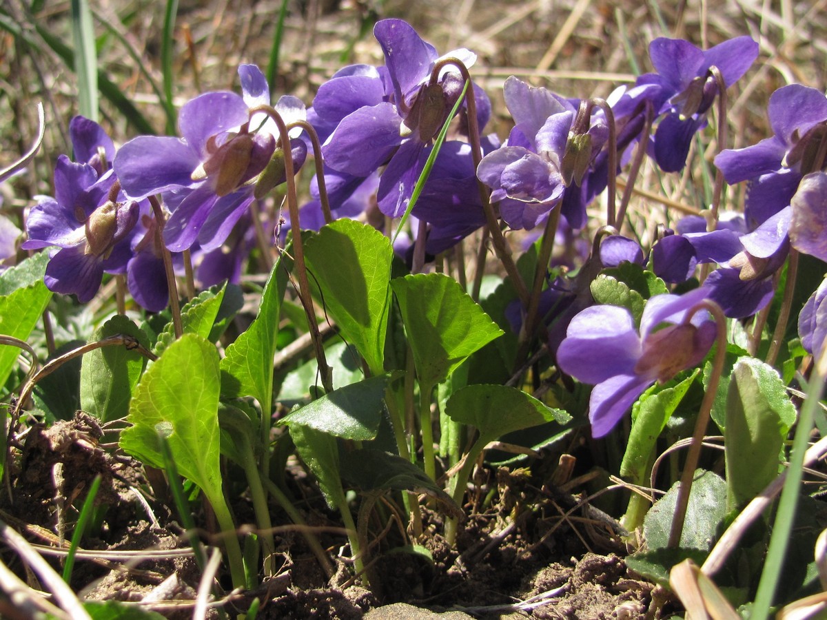 Изображение особи Viola ambigua.