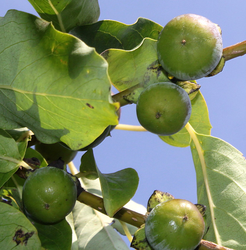Image of Diospyros lotus specimen.