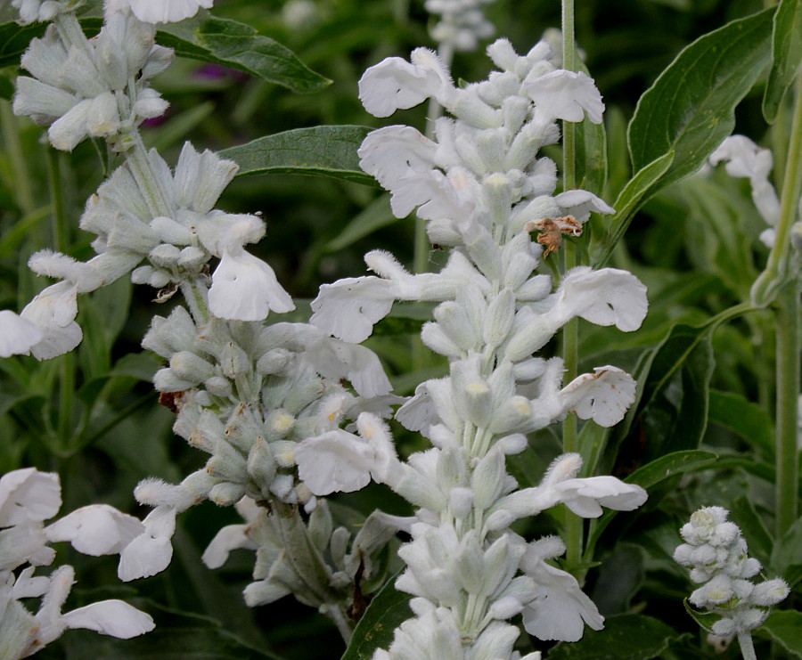 Image of Salvia farinacea specimen.