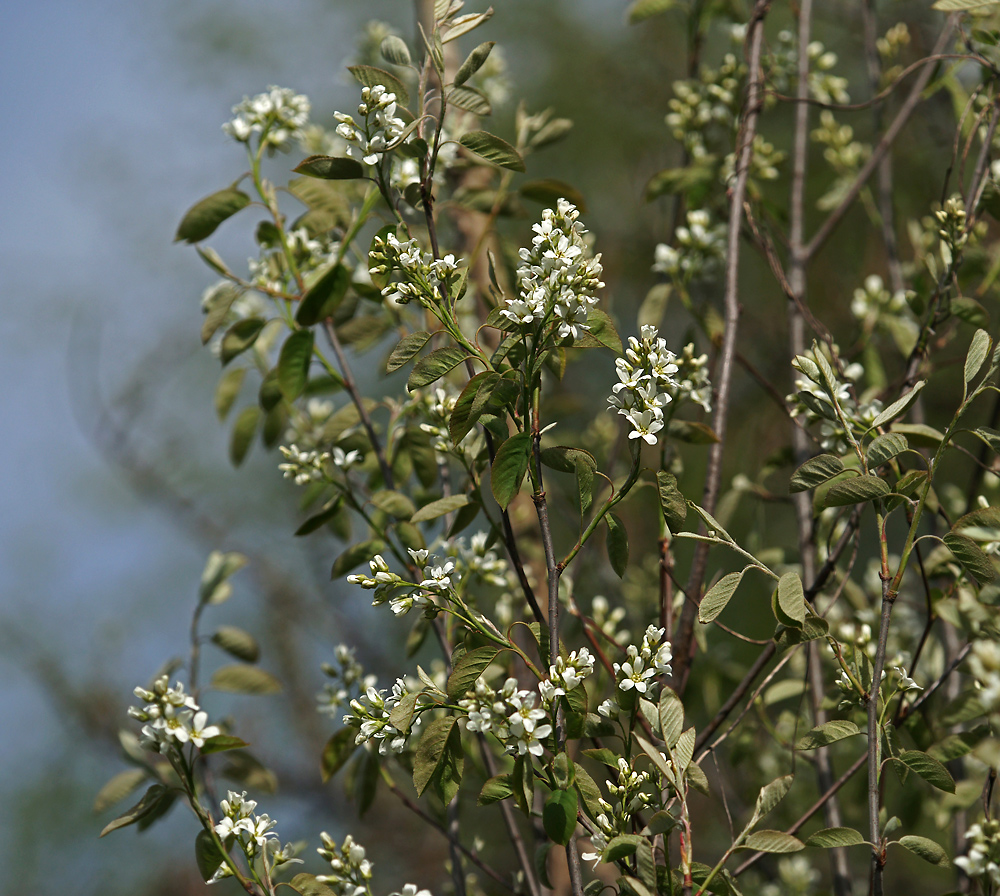 Image of Amelanchier spicata specimen.