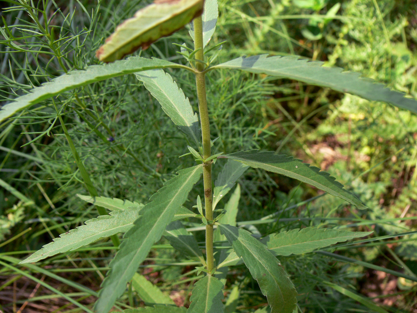 Image of Veronica spuria specimen.
