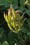 Astragalus glycyphyllos