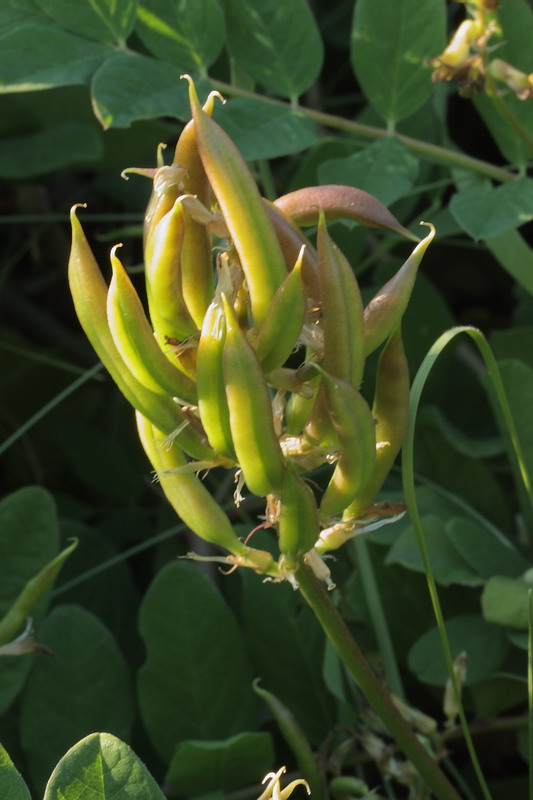 Изображение особи Astragalus glycyphyllos.