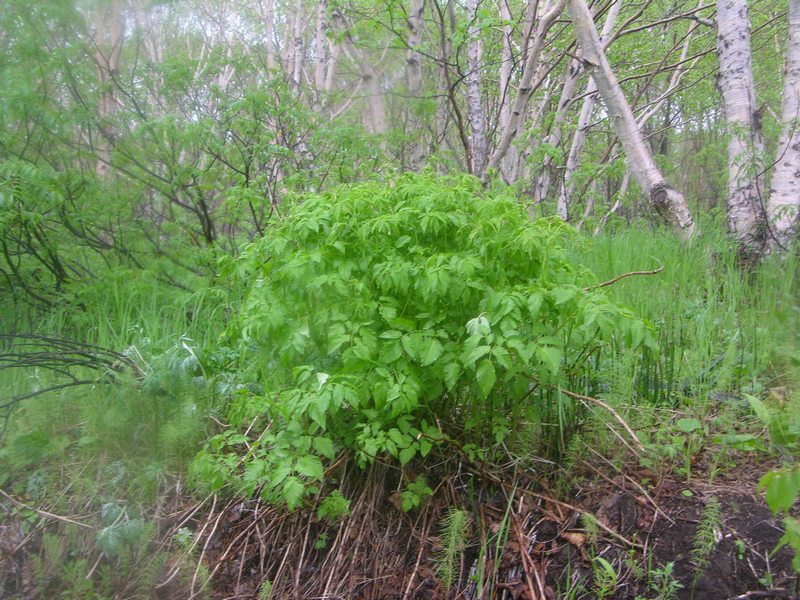 Image of Aruncus dioicus specimen.