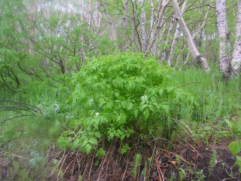 Изображение особи Aruncus dioicus.