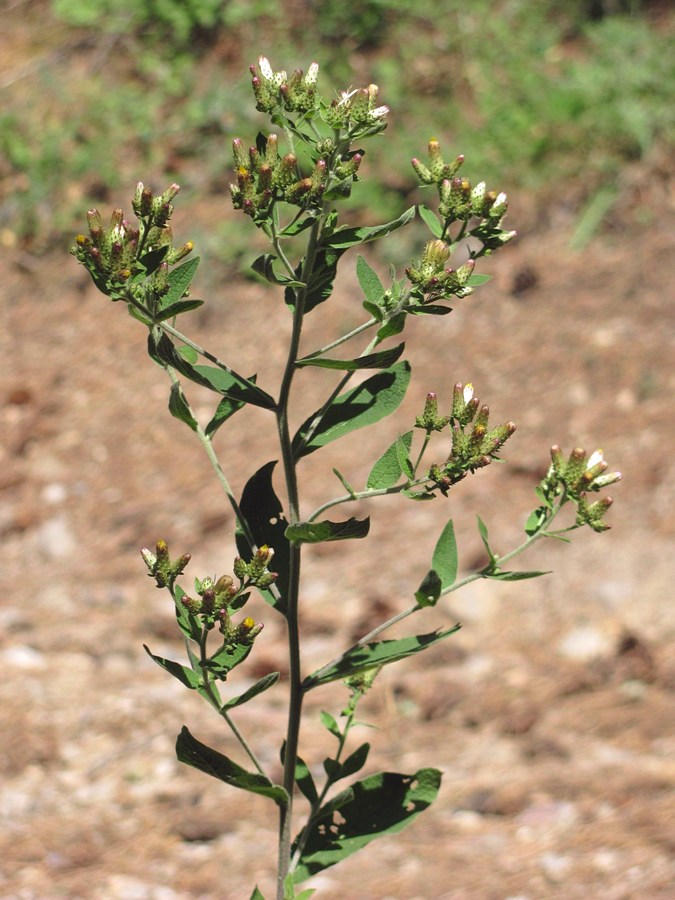 Image of Inula conyza specimen.
