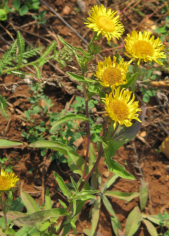 Изображение особи Inula britannica.