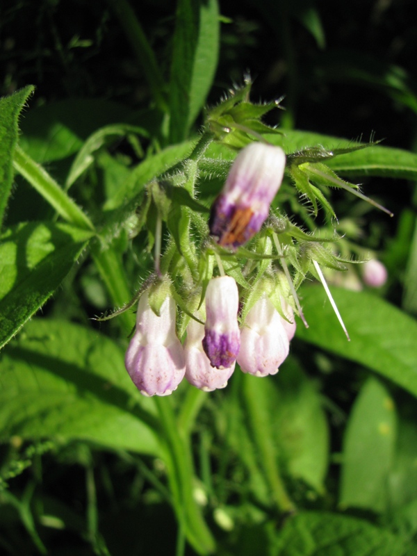 Изображение особи Symphytum officinale.