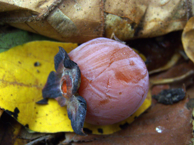 Изображение особи Diospyros virginiana.