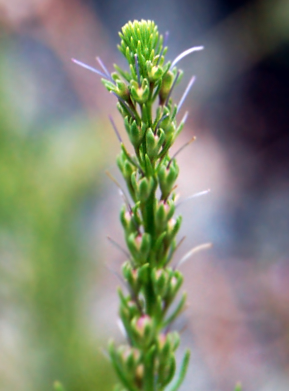 Image of Veronica pinnata specimen.