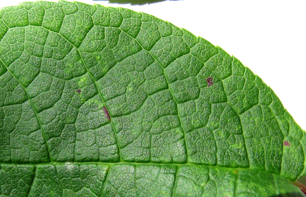 Image of Padus avium specimen.