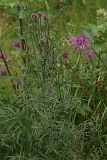 Centaurea scabiosa. Растение с нераскрывшимися и распустившимися соцветиями. Тверская обл., Осташковский р-н, дер. Кравотынь, луг на песчаной почве. 23.07.2015.