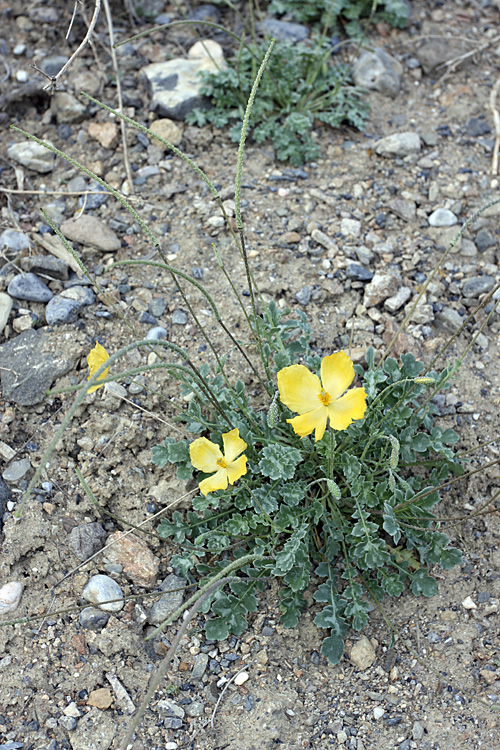 Image of Glaucium squamigerum specimen.
