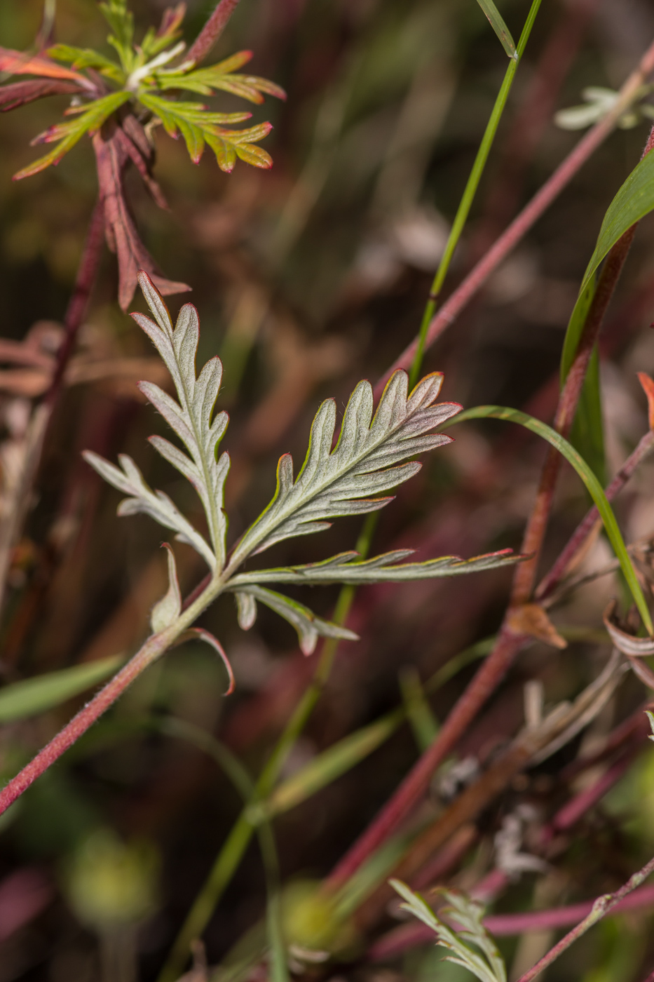 Image of Potentilla heidenreichii specimen.