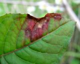 Circaea lutetiana. Верхушка листа с поражением. Краснодарский край, Сочи, окр. Адлера, под ЛЭП. 28.06.2015.