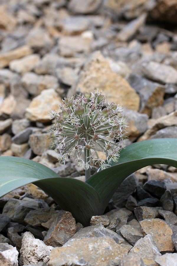 Image of Allium karataviense specimen.