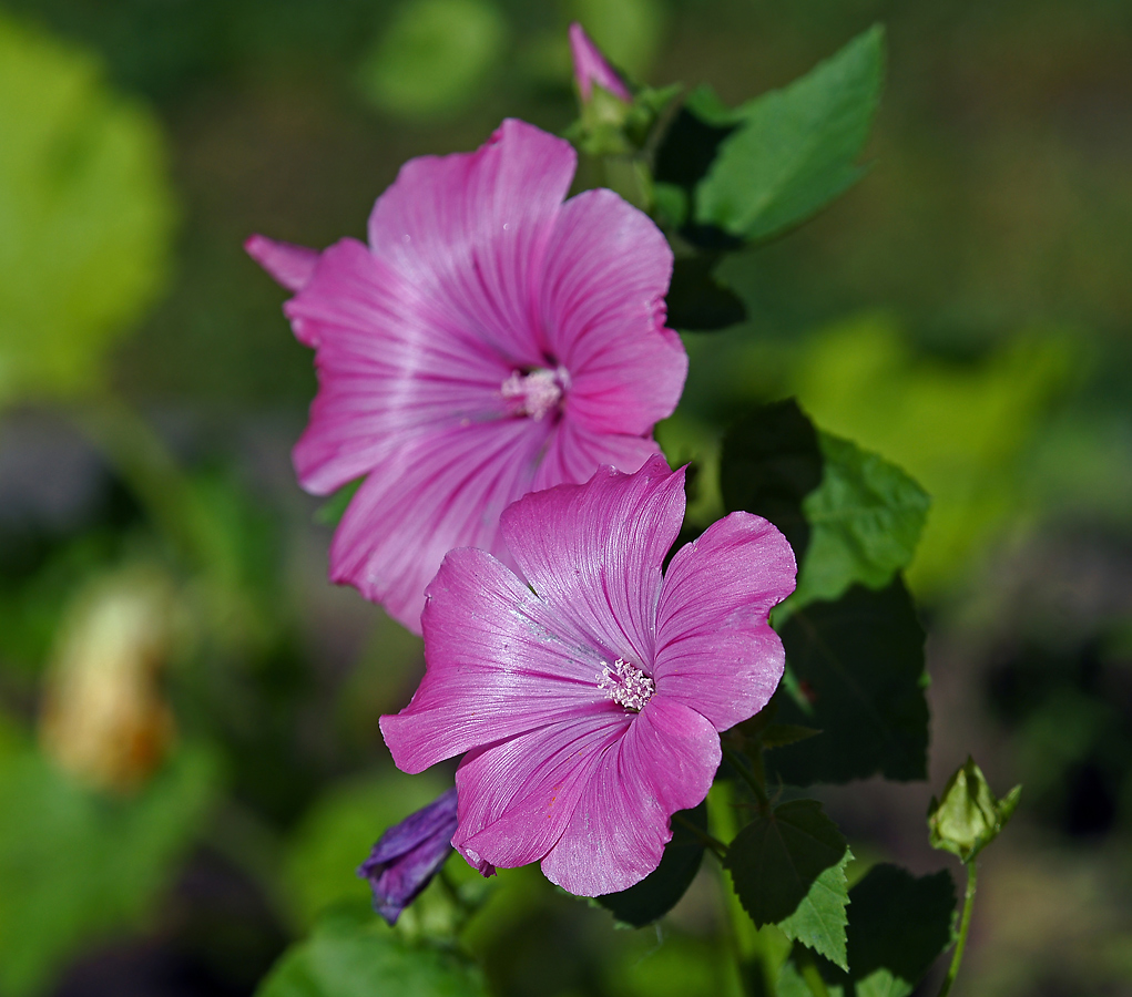 Image of Malva trimestris specimen.