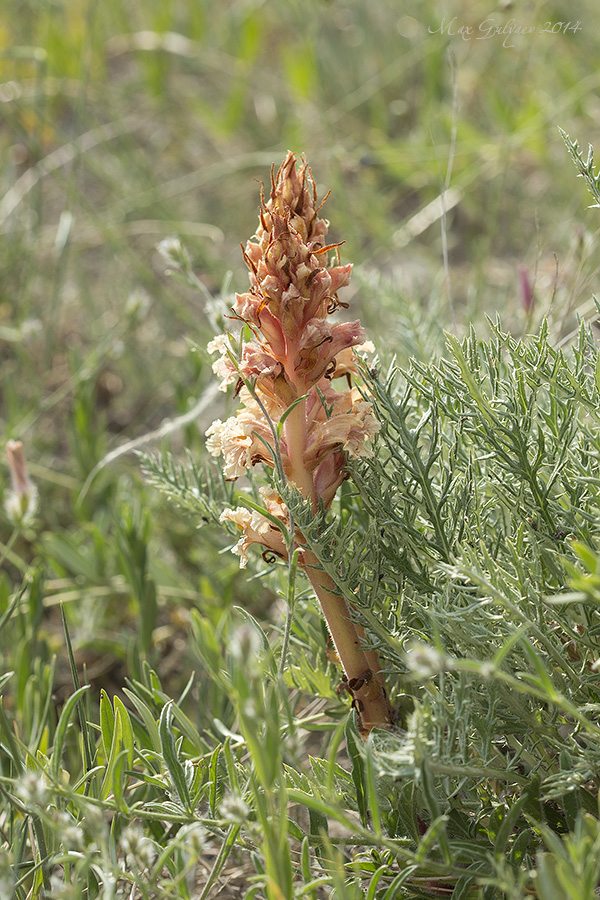 Изображение особи Orobanche centaurina.