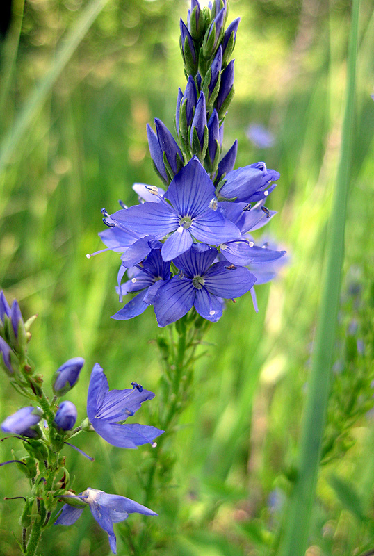 Изображение особи Veronica teucrium.