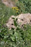 Inula macrophylla. Цветущее растение. Южный Казахстан, горы Алатау (Даубаба), Скалистое ущелье. 27.06.2014.