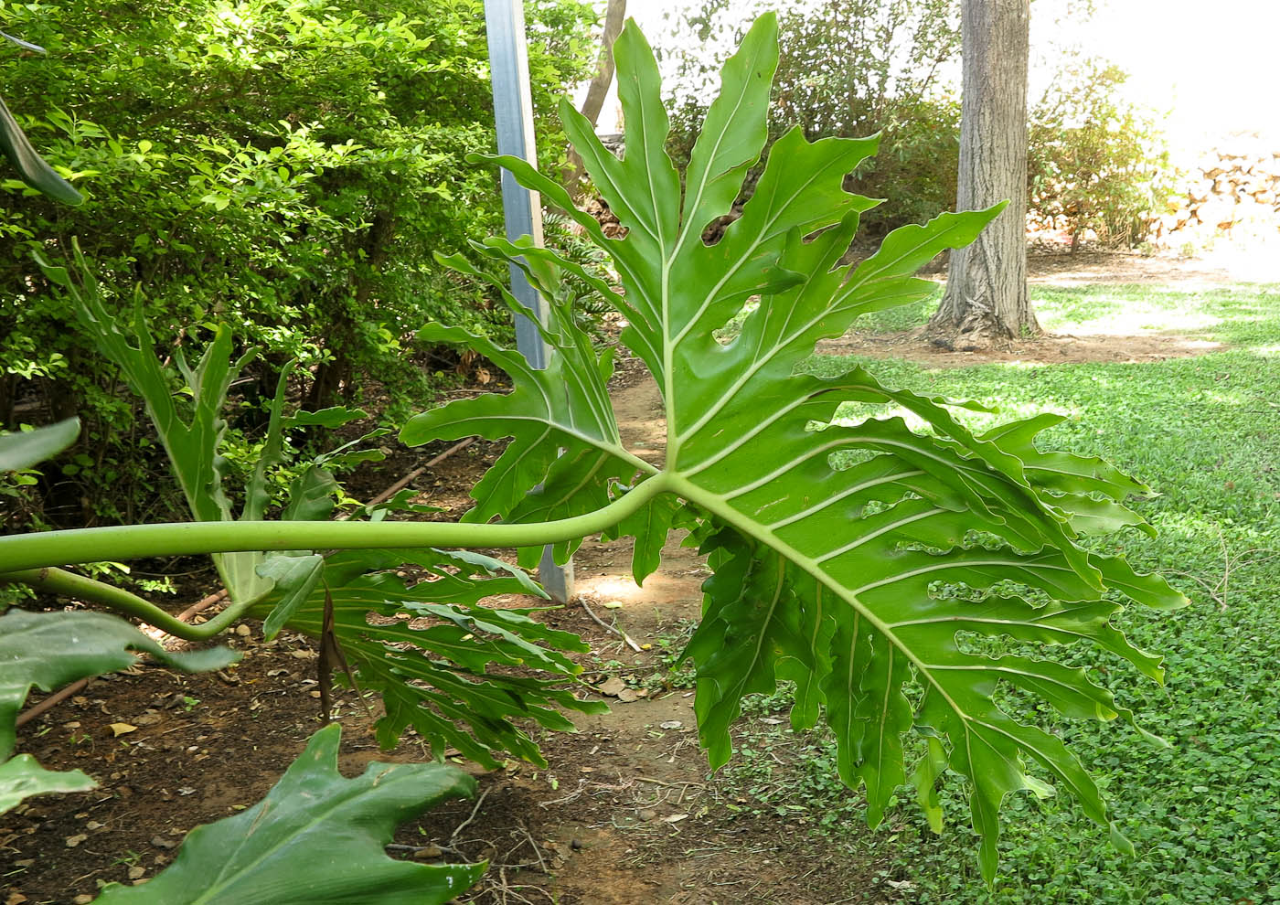 Изображение особи Philodendron bipinnatifidum.
