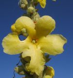Image of taxon representative. Author is Татьяна Винокурова