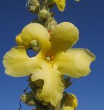 Verbascum densiflorum