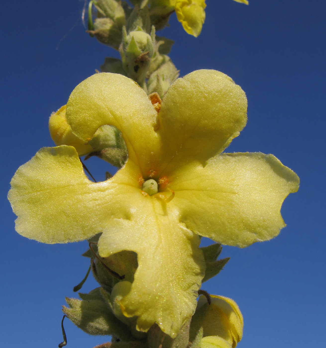 Image of Verbascum densiflorum specimen.