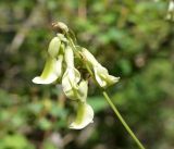 Astragalus aksuensis