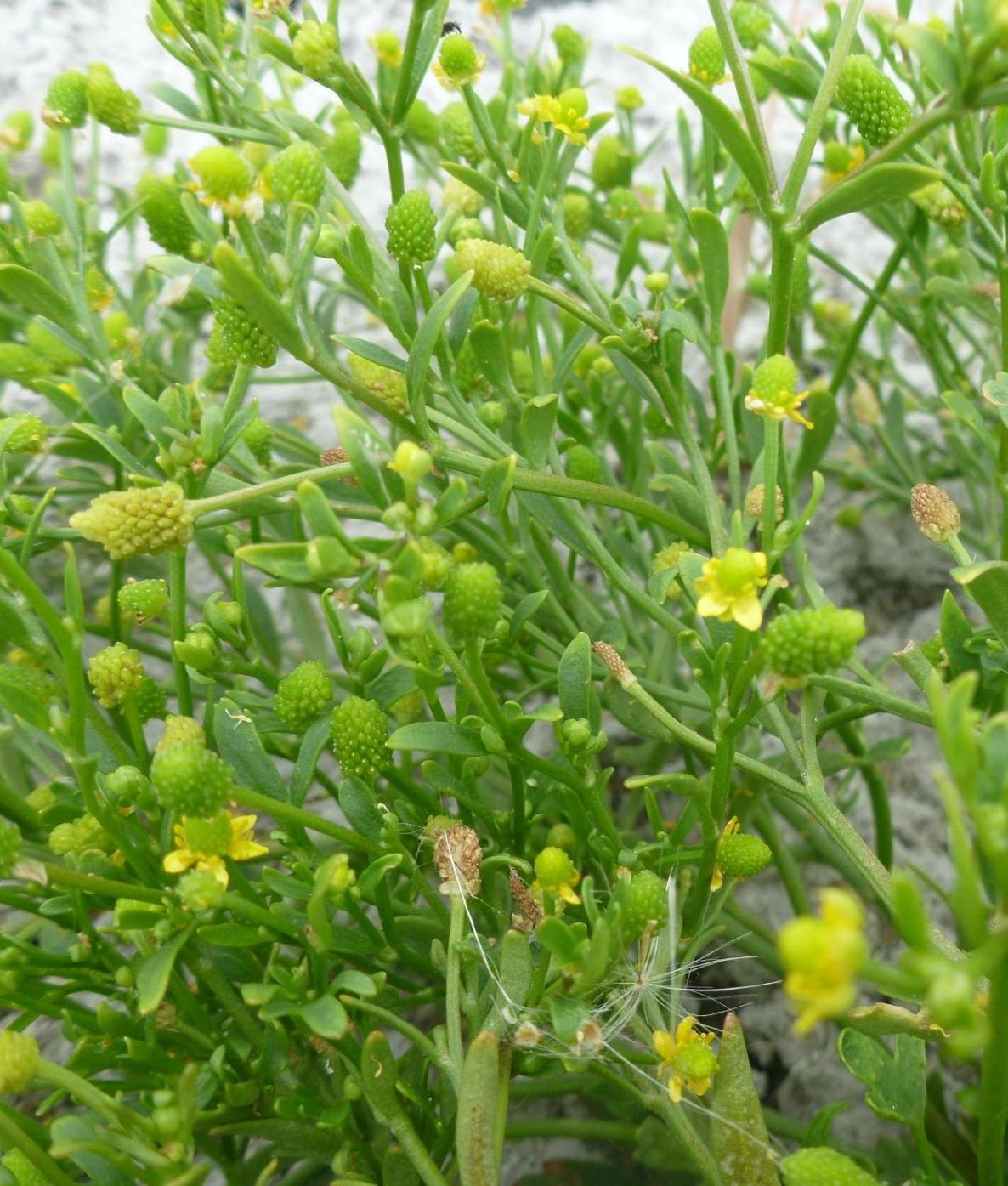 Изображение особи Ranunculus sceleratus.