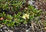 Rhododendron aureum. Цветущее растение. Бурятия, Окинский р-н, перевал Черби (выс. около 2400 м н.у.м.), горная тундра. 10.07.2015.