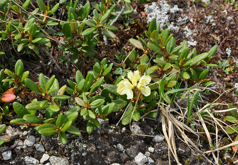 Изображение особи Rhododendron aureum.