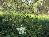 Filipendula vulgaris. Часть соплодия. Челябинская обл., окр. г. Челябинск, Золотая горка, разнотравная поляна в берёзовом лесу. 05.07.2014.