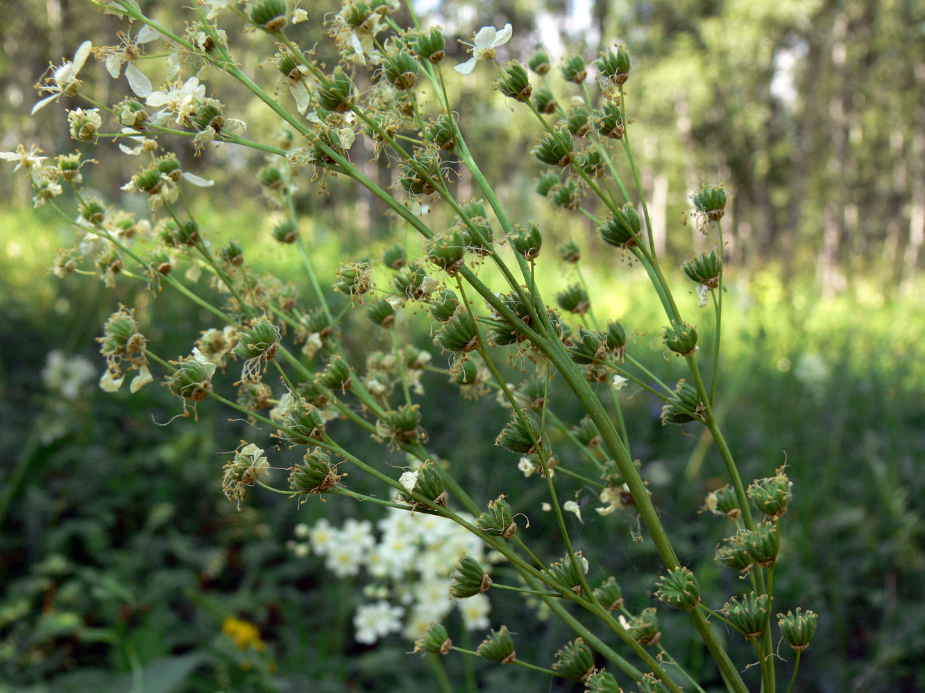 Изображение особи Filipendula vulgaris.