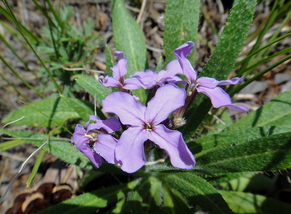 Image of Clausia aprica specimen.