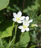 Cerastium bungeanum