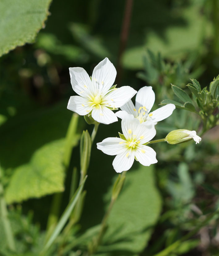 Image of Cerastium bungeanum specimen.