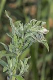 Epilobium hirsutum. Верхушка растения. Крым, с. Андреевка, морской пляж, глина. 07.06.2015.