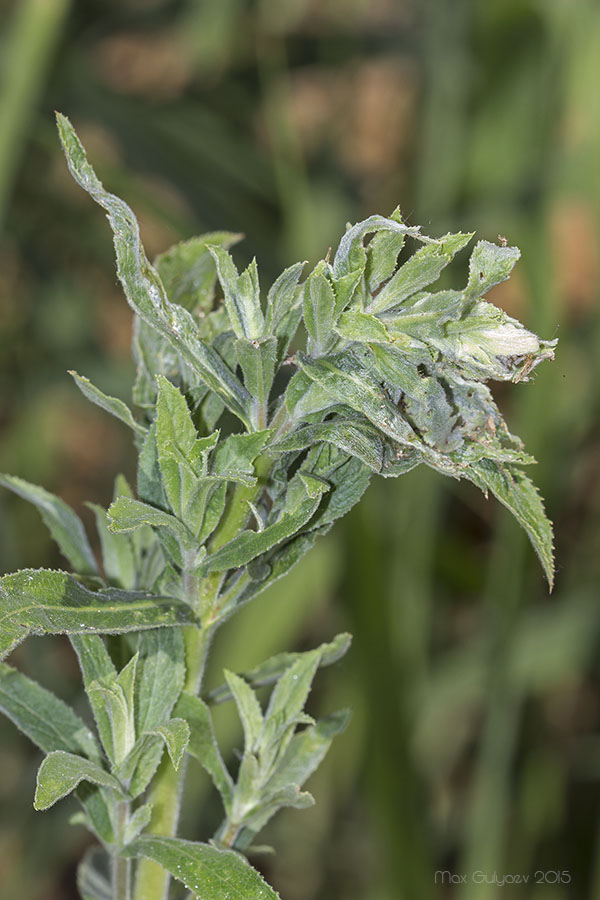 Image of Epilobium hirsutum specimen.