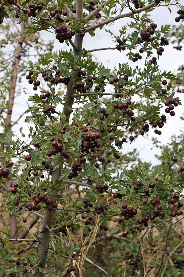 Image of Crataegus songarica specimen.