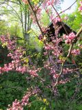 Cercis canadensis