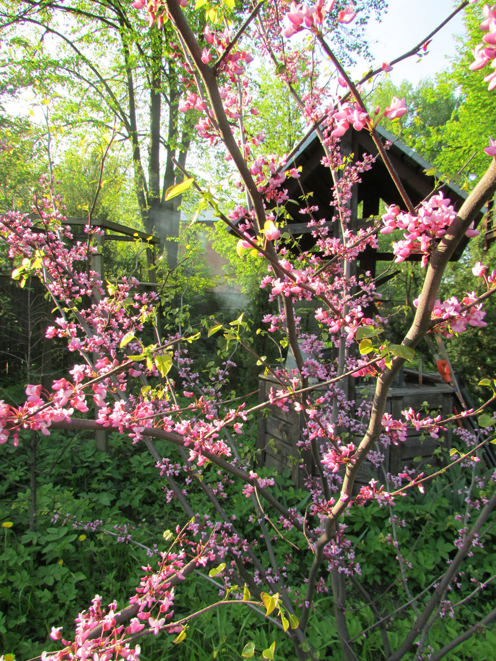 Image of Cercis canadensis specimen.