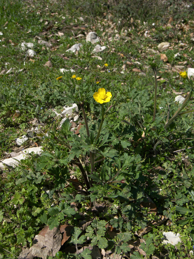 Изображение особи Ranunculus aleae.