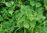Corylus heterophylla. Ветви молодого растения. Приморье, Хасанский р-н, полуостров Гамова, мыс Гамова, приморский луг. 28.08.2015.