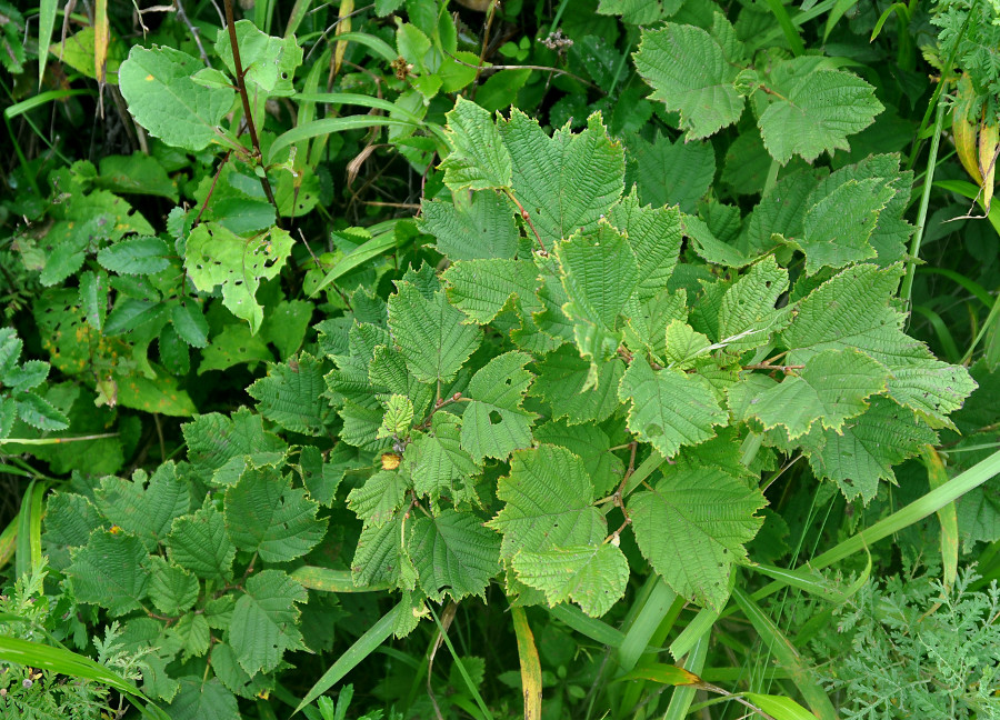 Изображение особи Corylus heterophylla.