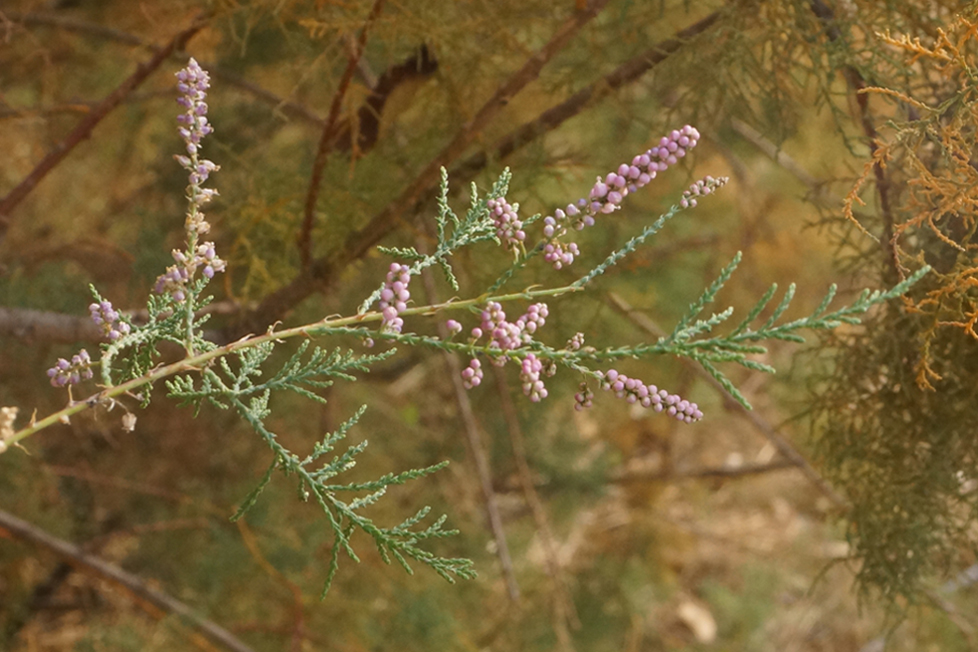 Изображение особи Tamarix ramosissima.