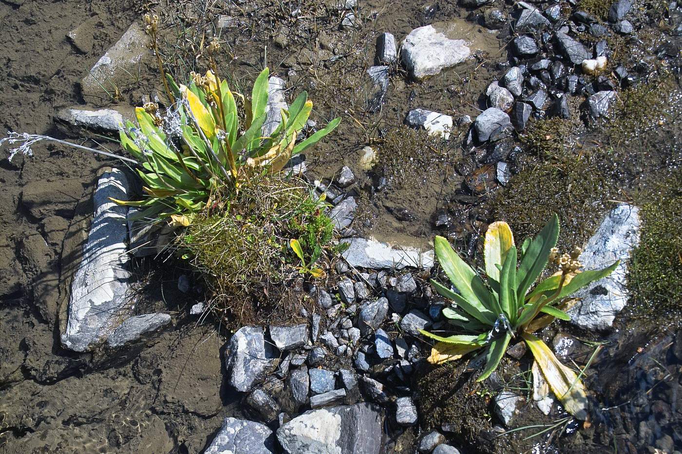 Image of Primula nivalis specimen.