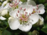 Crataegus monogyna. Цветок. Нидерланды, провинция Гронинген, на берегу канала. 14 мая 2006 г.