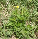 Ranunculus repens