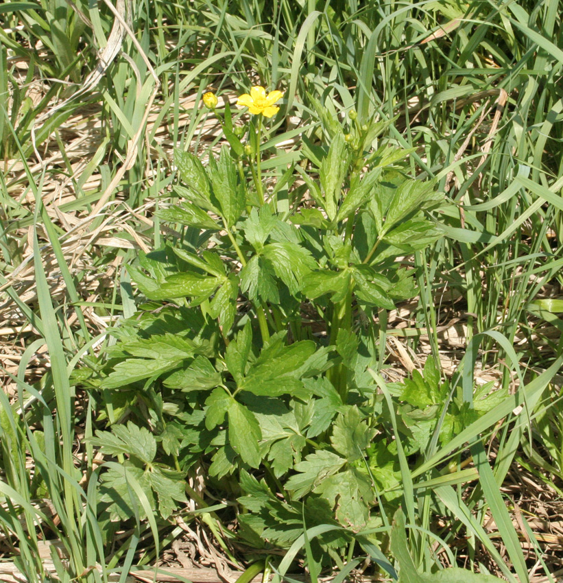 Image of Ranunculus repens specimen.